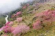 best time for Ha Giang Loop_2