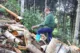 Cinnamon harvest in Vietnam