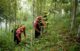 cinnamon harvest in Vietnam_3