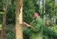 cinnamon harvest in Vietnam_4
