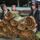 Cinnamon harvest in Vietnam