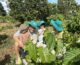 coffee tourism in Dak Lak_1