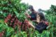 coffee tourism in Dak Lak_4